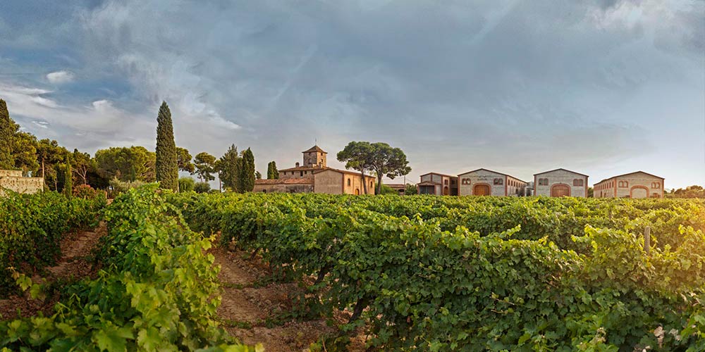 La vinya del senyor, a Reus